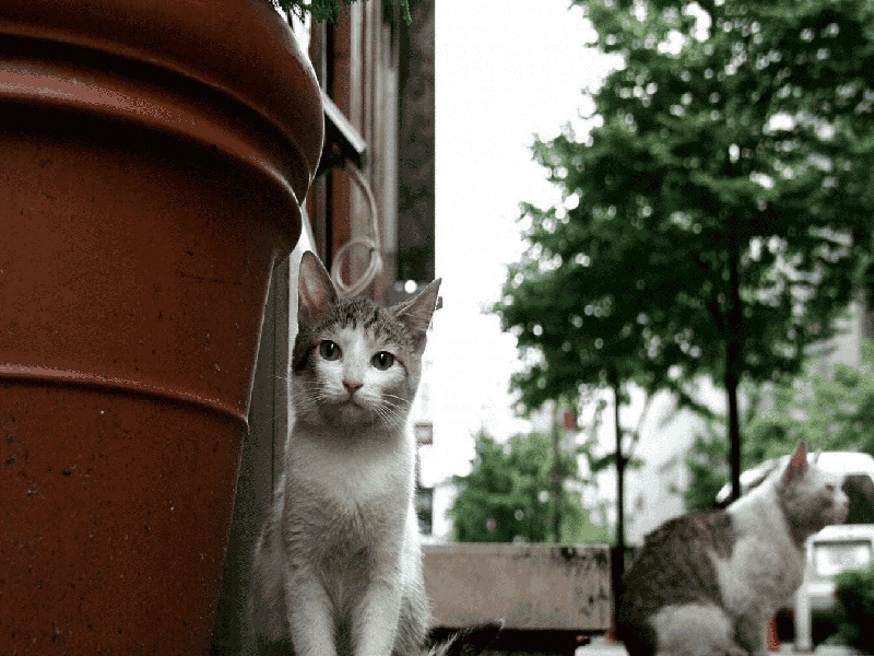 试管移植胚胎捐赠蚂蚁12试管巢试管降调药名称